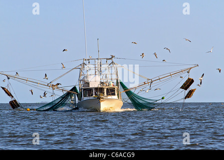 Bateau de crevettes en provenance d'une journée de pêche, entouré de mouettes affamées connu sous le rire des goélands. La baie d'Apalachicola, Florida Banque D'Images