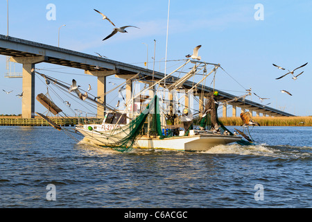 Bateau de crevettes en provenance d'une journée de pêche, entouré par les goélands connus sous le rire des goélands. La baie d'Apalachicola, FL Banque D'Images