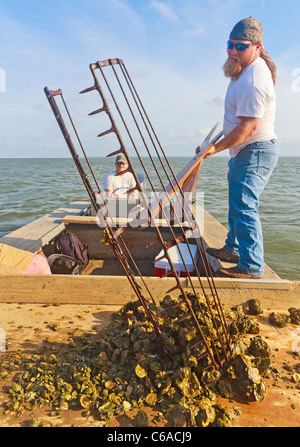 Travailler avec les pêcheurs d'huîtres de la récolte traditionnelle de la pince et des paniers dans la baie d'Apalachicola Banque D'Images