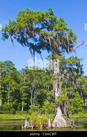 Arbres de cyprès chauve avec genoux visibles le long de la rivière Wakulla, Floride Banque D'Images