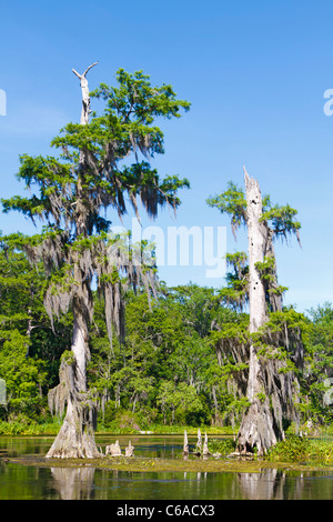 Arbres de cyprès chauve avec genoux visibles le long de la rivière Wakulla, Floride Banque D'Images