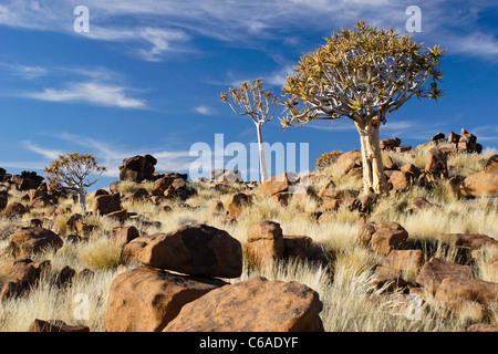 Quivertrees au Giants' aire de jeux, la Namibie Banque D'Images