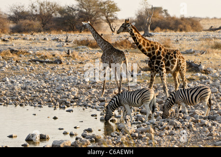 Girafes et zèbres boire au point d'Okaukuejo, Etosha NP, Namibia Banque D'Images