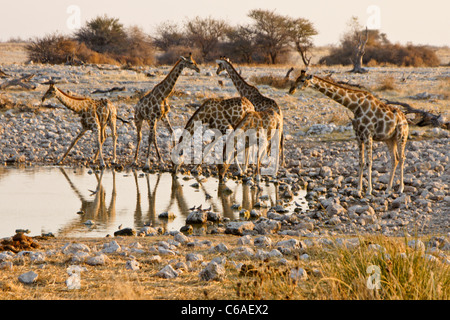 Les Girafes d'alcool au point d'Okaukuejo, Etosha NP, Namibia Banque D'Images