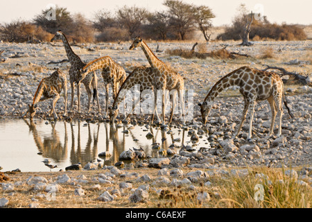Les Girafes d'alcool au point d'Okaukuejo, Etosha NP, Namibia Banque D'Images