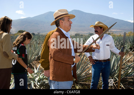 Le Président Felipe Calderon un affûtage lame utilisée pour le piratage à l'agave sur la Plantation de Jose Cuervo Banque D'Images