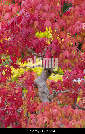 Acer palmatum. L'érable japonais Bonsai tree . Couleurs d'automne Banque D'Images