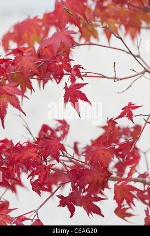 Acer palmatum. Bonsai arbre érable japonais contre l'arrière-plan clair. Couleurs d'automne Banque D'Images