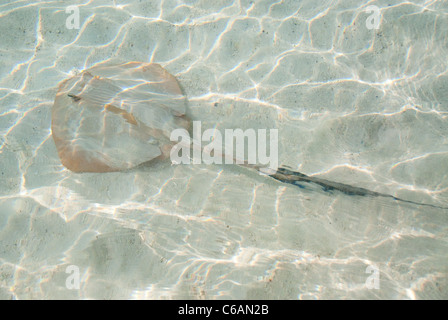 Un Whipray Rose, Himantura fai, dans les bas-fonds, d'en haut, North Male Atoll, Maldives Banque D'Images