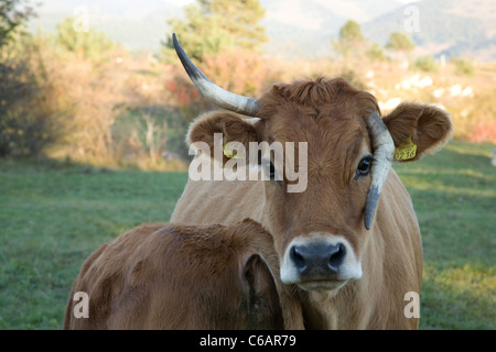 Vache avec une corne cassée Banque D'Images