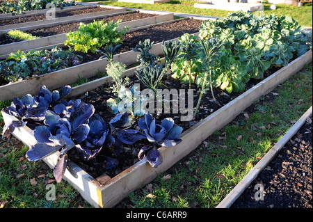 Les légumes d'hiver en poussant sur la fin de l'automne dans un potager UK Banque D'Images