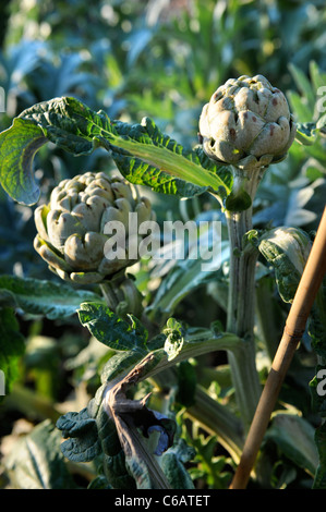 Artichauts d'hiver sur de plus en plus dans la fin de l'automne dans un potager UK Banque D'Images