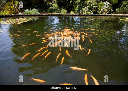 L'alimentation des poissons dans l'une des piscines à Abbotsbury jardins subtropicaux, les jardins sont une attraction populaire pour les visiteurs Banque D'Images