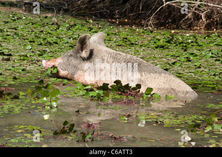 Sur l'eau d'alimentation de porcs Turopolje Caltrop dans Parc Naturel Lonjsko Polje en Croatie. Turopolje-Schwein Wassernüsse Ein frisst. Banque D'Images