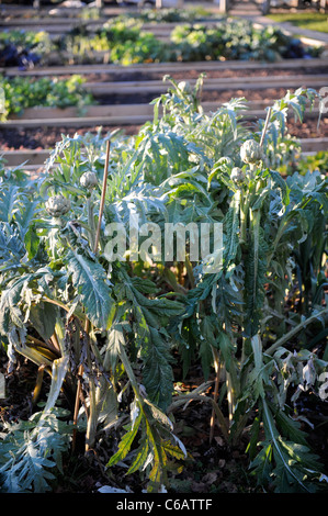 Artichauts d'hiver sur de plus en plus dans la fin de l'automne dans un potager UK Banque D'Images