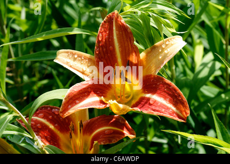 Lis du jour fleur, fleur jaune et rouge, plante vivace (Hemerocallis). Banque D'Images