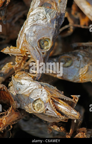 Le poisson séché, de l'Arunachal Pradesh, Inde Banque D'Images