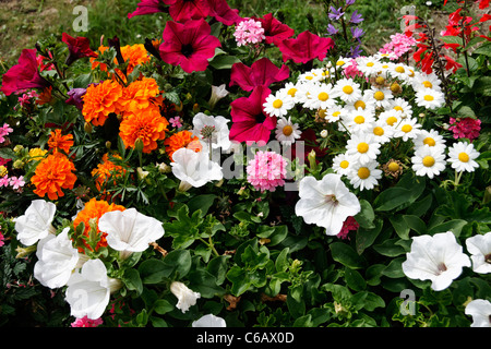 Annuel massif fleur dans un jardin : marigold (Tagetes, Œillet d'Inde), le pétunia, le chrysanthème. Banque D'Images