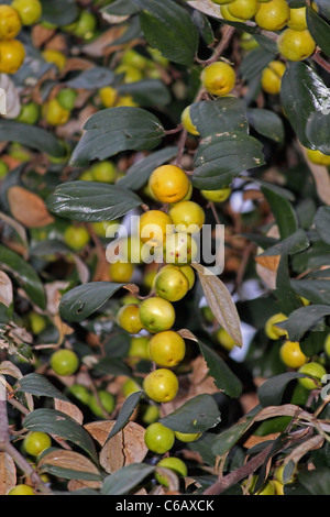 Ziziphus mauritiana, jujube indien, indienne, d'un plu, de l'Arunachal Padesh Miao, Inde Banque D'Images