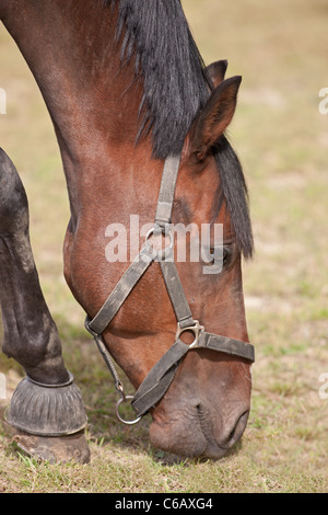 Un Thouroughbred cheval paissant dans un enclos Banque D'Images