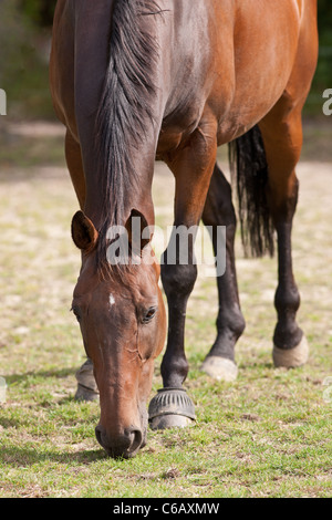 Un Thouroughbred cheval paissant dans un enclos Banque D'Images