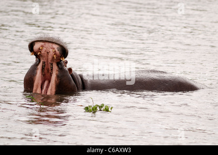 Hippopotame (Hippopotamus amphibius) pour ouvrir la bouche, Kruger National Park, Afrique du Sud Banque D'Images