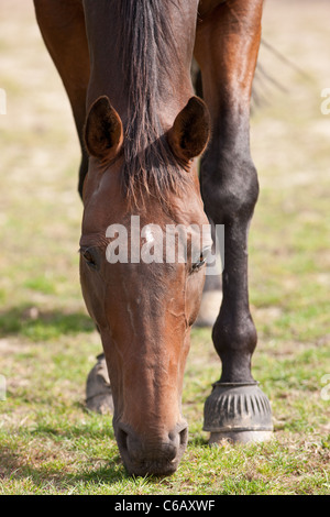 Un Thouroughbred cheval paissant dans un enclos Banque D'Images