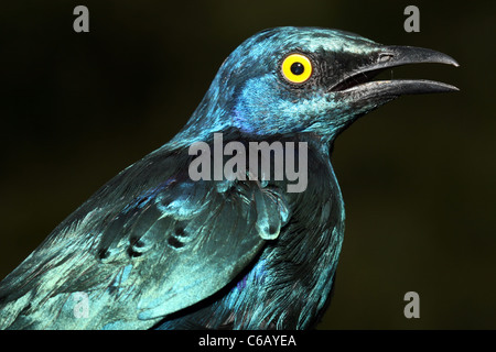 Une plus grande, choucador à oreillons bleus Lamprotornis chalybaeus, Ethiopie Banque D'Images