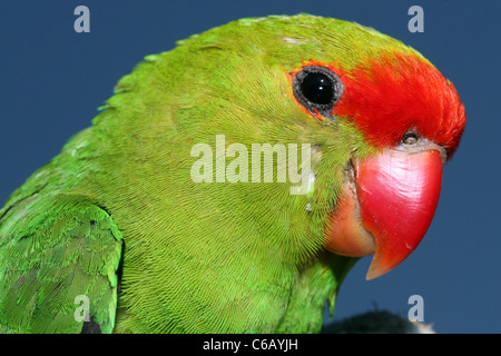 Black-winged inséparable, Agapornis taranta, Ethiopie Banque D'Images