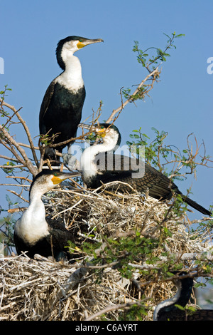 White-Breasted Cormorant, Phalacrocorax lucidus, Ethiopie Banque D'Images