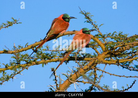 Northern Carmine Bee-eater Merops nubicus, Éthiopie, Banque D'Images