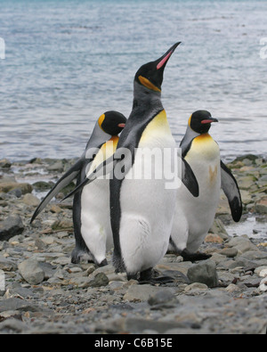 3 King Penguins walking up la plage, la Géorgie du Sud Banque D'Images