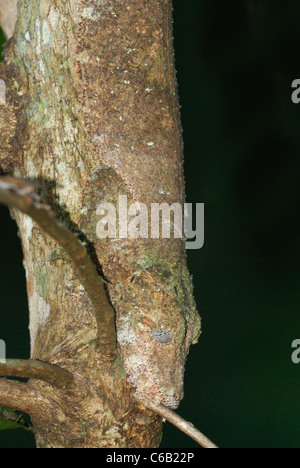 Géant camouflé gecko à queue de feuille sur un arbre dans la forêt tropicale primaire de parc Mantadia- Andasibe Parc National, est de Madagascar Banque D'Images