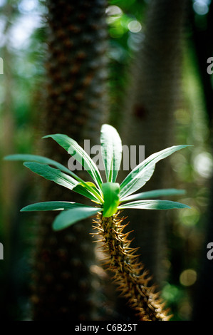 Pachypodium lamerei à jardins botaniques Palmengarten à Frankfurt am Main. Banque D'Images