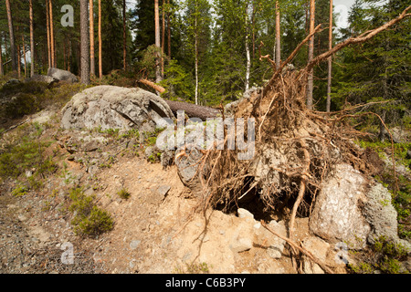 Dommages causés par la tempête dans la forêt de la taïga , pin tombé , causés par des vents forts , Finlande Banque D'Images