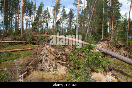 Dommages causés par les tempêtes dans la forêt de la taïga de pin , causés par des vents forts , Finlande Banque D'Images