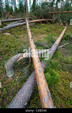 Dommages causés par les tempêtes dans la forêt de la taïga , causés par des vents forts , Finlande Banque D'Images