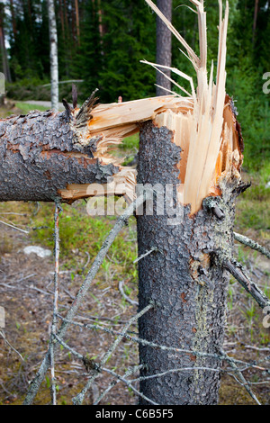12.2005 Epicéa (picea abies) tronc de l'arbre . Dommages tempête dans la forêt , a cause du vent , Finlande Banque D'Images
