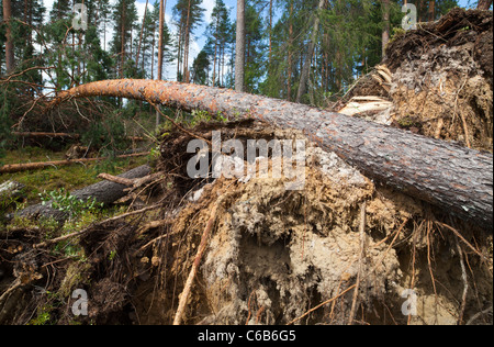 Dommages causés par des tempêtes dans la forêt de taïga , tronc d'un pin tombé , causés par des vents forts , Finlande Banque D'Images