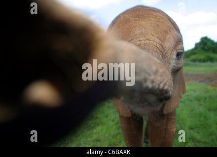 Éléphant ORPHELIN ATTEINT À L'APPAREIL PHOTO Banque D'Images