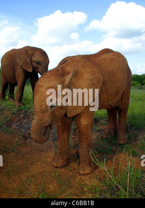 Les éléphants ORPHELINS ORPHELINAT SHELDRICK À NAIROBI KENYA Banque D'Images