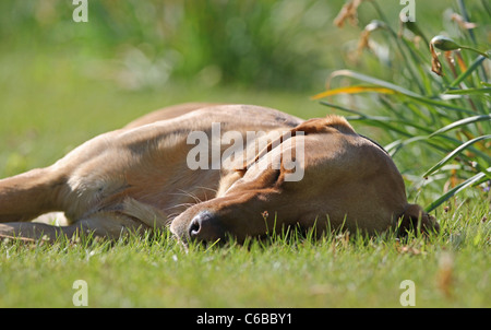 Sleeping Dog lying in grass Banque D'Images