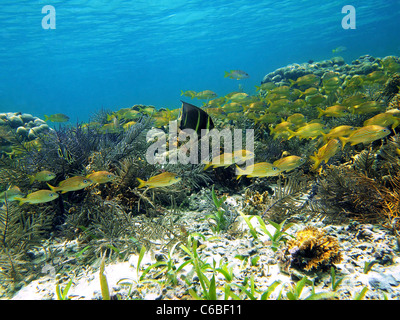 Coraux et de poissons à Bocas del Toro, Panama, la mer des Caraïbes Banque D'Images