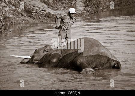 Photo en noir et blanc d'un homme son éléphant de baignade dans le parc national de Kaziranga, Assam, Inde Banque D'Images