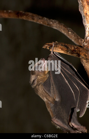 Fruits égyptienne bat (Rousettus aegyptiacus) Banque D'Images