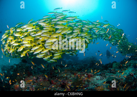 Grande École d'Bluelined Snappers, Lutjanus kasmira, plus de corail, silhouette de diver en arrière-plan, North Male Atoll, Maldives Banque D'Images
