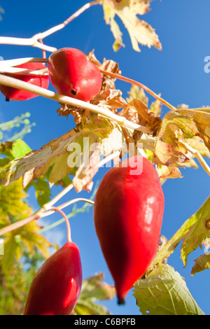 Les fruits de Podophyllum hexandrum, ou peut l'himalaya apple, également connu sous le nom de l'Indien peut apple. Banque D'Images