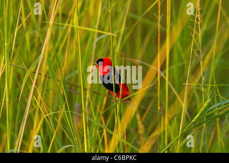 Northern Red Bishop, Euplectes franciscanus, Ethiopie Banque D'Images
