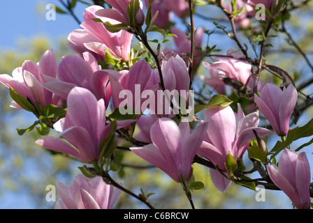 Magnolia x Soulangeana Rustica Rubra Banque D'Images