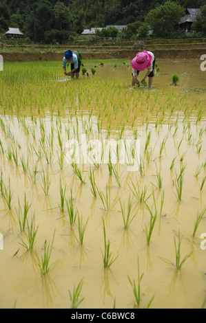 La plantation de jeunes plants de riz dans une rizière dans le nord-ouest du Vietnam. Province de Hoa Binh, fils d'interdiction. Banque D'Images